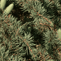 Juniperus virginiana – Cedarwood Oil