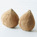 Amorphophallus konjac – Konjac Root Extract