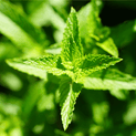 Melissa officinalis – Lemon Balm Leaf Oil