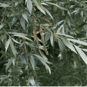 Salix alba – Willow Bark Extract