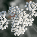 Achillea millefolium – Blue Yarrow