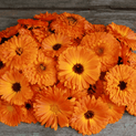 Calendula officinalis – Calendula Flower