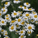Chamomilla recutita – Chamomile Flower Oil