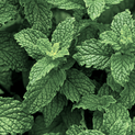 Mentha piperita – Peppermint