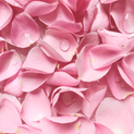 Rosa damascena – Rose Oil