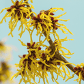 Hamamelis virginiana – Witch Hazel