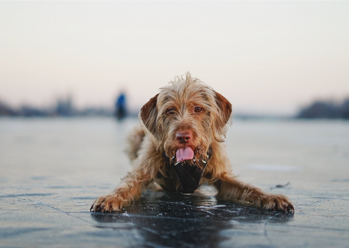 How Can You Support Your Dog's Skin Naturally When They're Scratching?