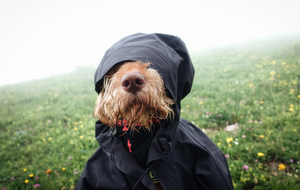 A Wet-Weather Grooming Routine for Dogs: Paws, Coat, Ears and Eyes