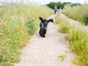 How to Be Ready for Every Dog Walk This Summer