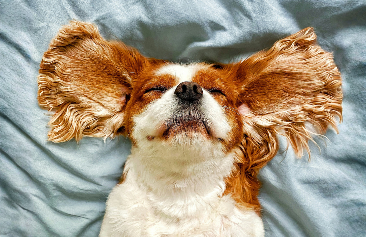 Focus on Otitis Externa in Dogs