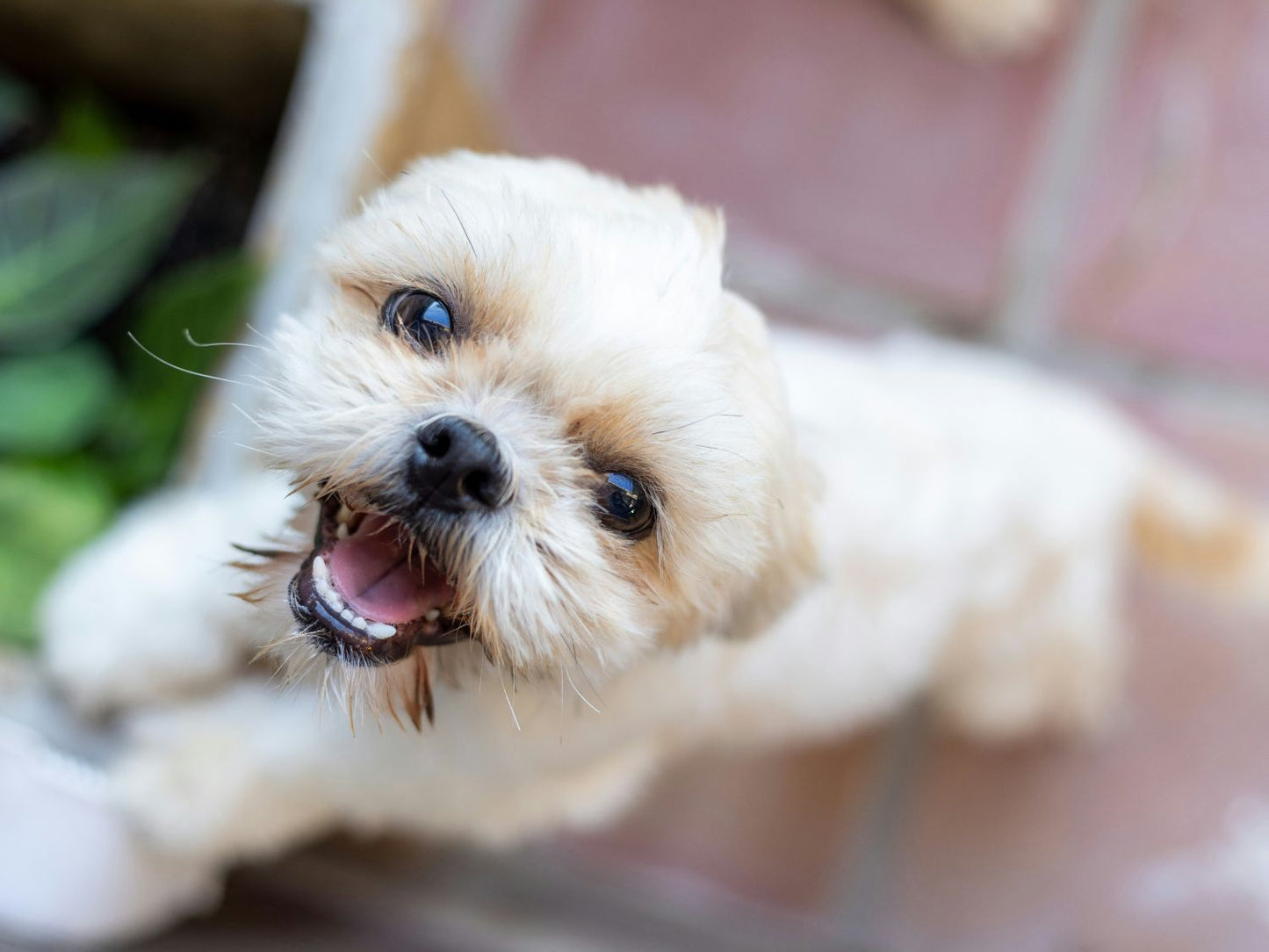 Beard & Tear Stain Wash for Dogs: Which Breeds Need the Most Facial Care (And Why)