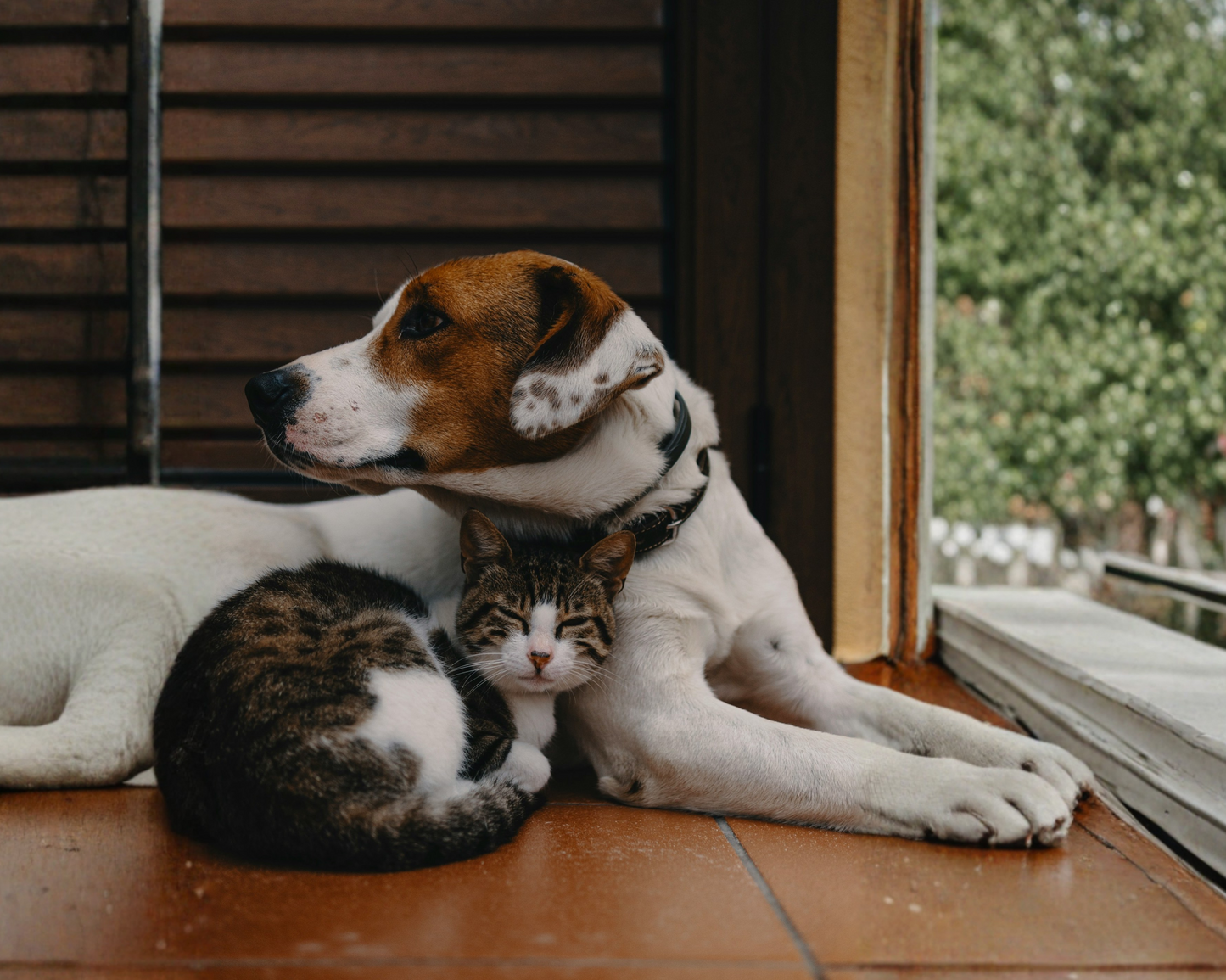What Is the Best Cream for Maintaining Your Pet’s Skin Health Naturally?