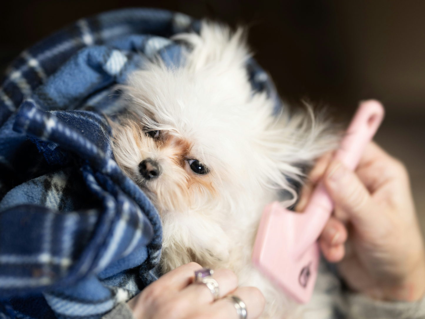 Why Tick and Flea Awareness Matters More Than Ever for UK Dog Owners