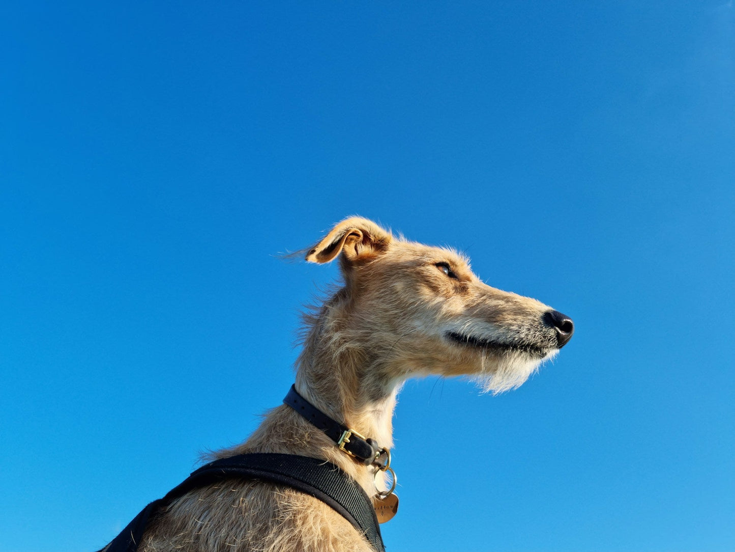 Why Do Dogs Need Extra Skin Support in Warmer Weather?