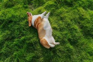 Understanding Your Dog's Digestive Health: Common Causes and Everyday Support