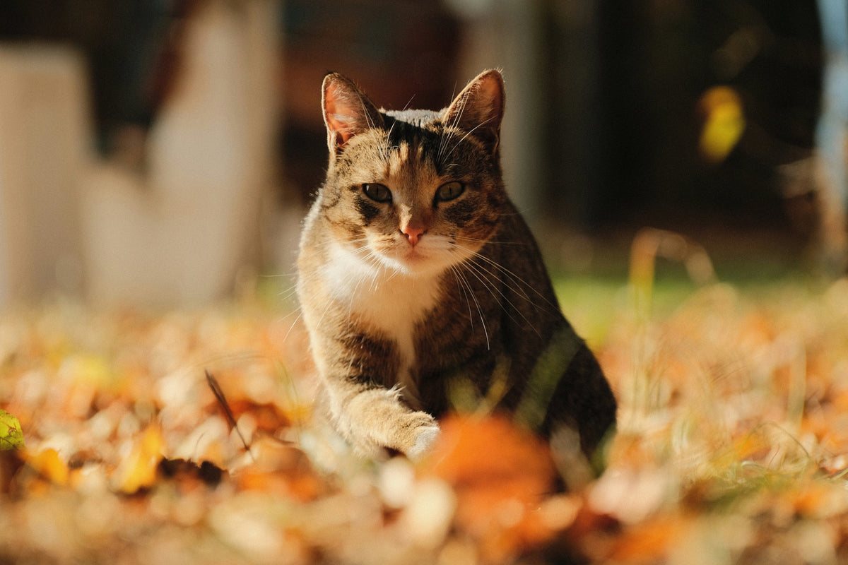 Getting Your Cat and Dog Ready for Autumn