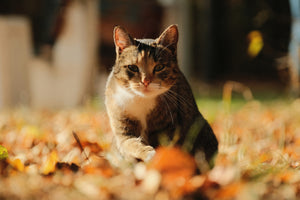 Getting Your Cat and Dog Ready for Autumn