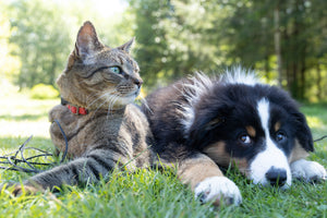 Could Colloidal Silver Be a Gentle Addition to Your Pet's Summer Ear and Eye Care Routine?