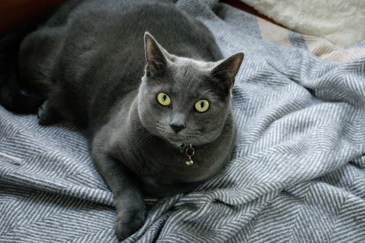 Getting Your Cat Ready for Autumn
