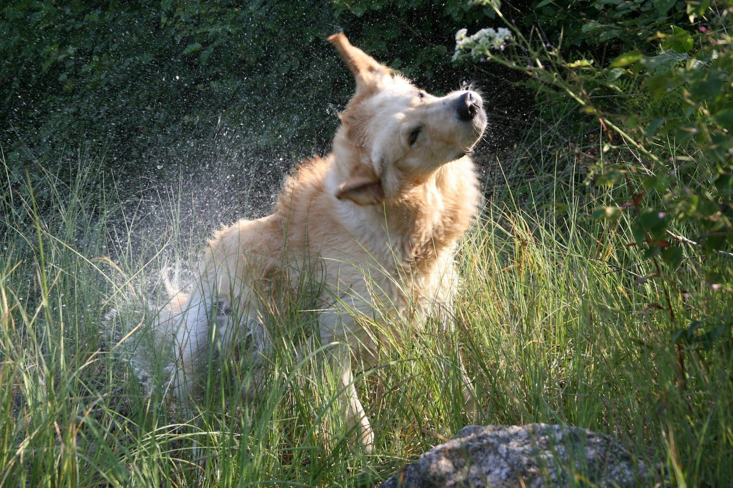 Dog Ear Health: Why Some Breeds Need Extra Ear Care — and How to Support Clean, Comfortable Ears