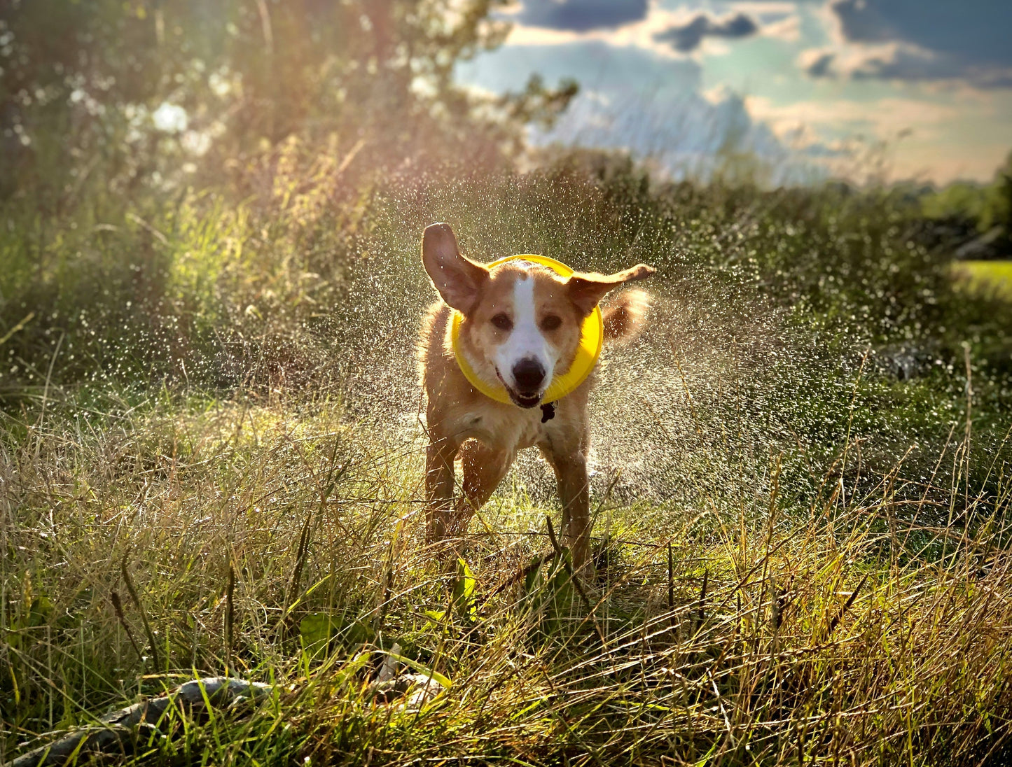 Why Does My Dog Keep Scratching? The Natural Approach to Dog Skin Care