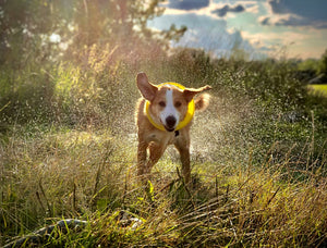 Why Does My Dog Keep Scratching? The Natural Approach to Dog Skin Care