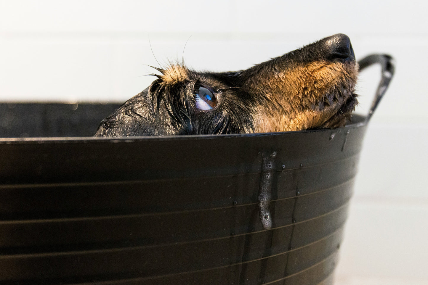 Natural Pet Shampoo for Dogs: A Gentle, Fragrance-Free Formula for Sensitive Skin