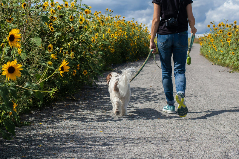 What Should Dog Owners Keep in Their Bag for Walks & Weekends Away?