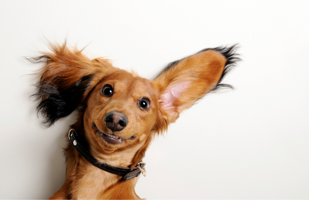 Why Is My Dog's Ear Bothering Them? Understanding & Preventing Ear Problems