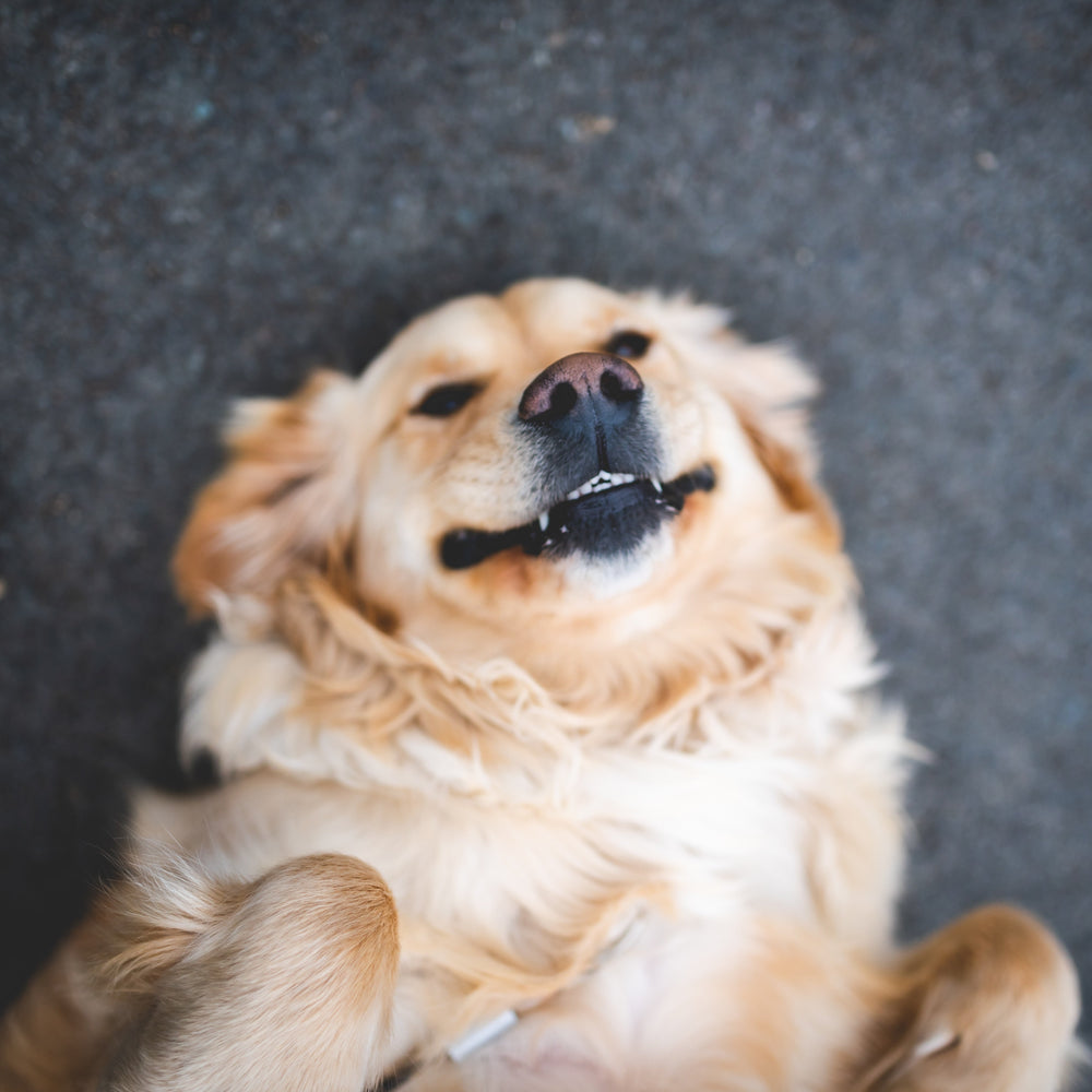 Natural Dog Dental Care: Why Oral Hygiene Matters More Than You Think