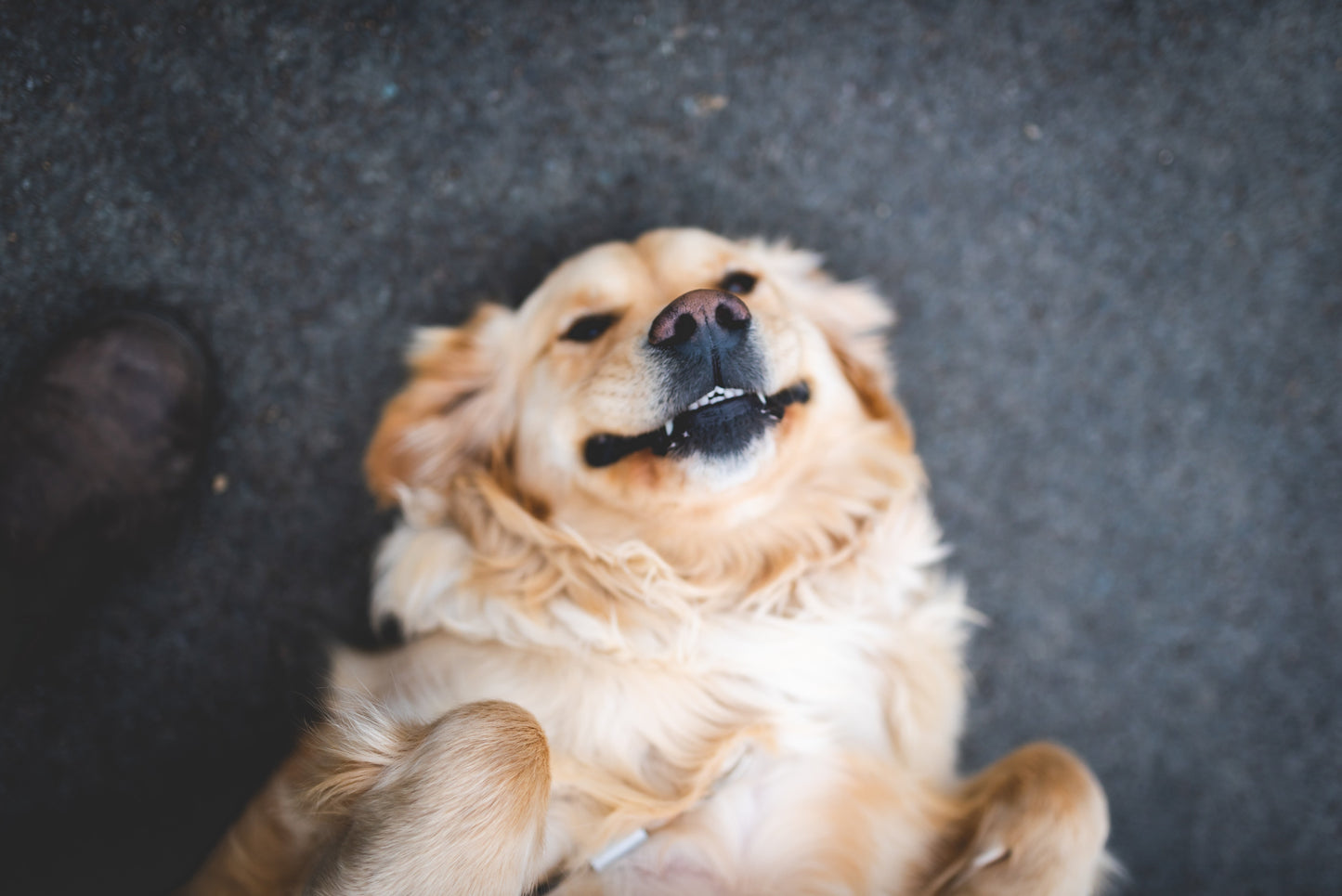 Natural Dog Dental Care: Why Oral Hygiene Matters More Than You Think