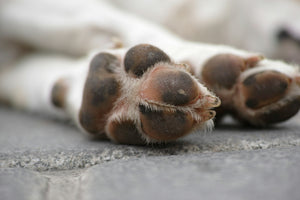 Salt, Gravel and Hot Pavements: How to Protect Your Dog's Paws Year-Round