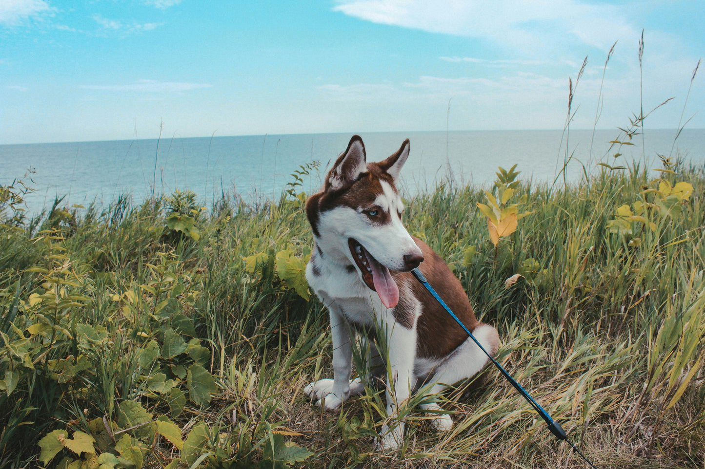 The Botanicals Behind Tick & Flea Season Coat Care — A Guide to Natural Ingredients