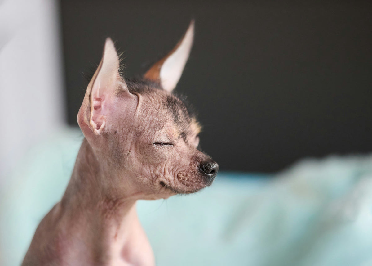 Why Your Pet's Skin Might Need a Little Extra Moisture