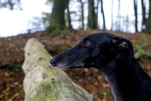 Supporting Your Dog's Joints: What Every Owner Should Know About Mobility