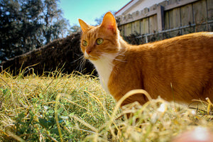 Minor Scratches from Exploring: How to Support Your Cat’s Skin Naturally