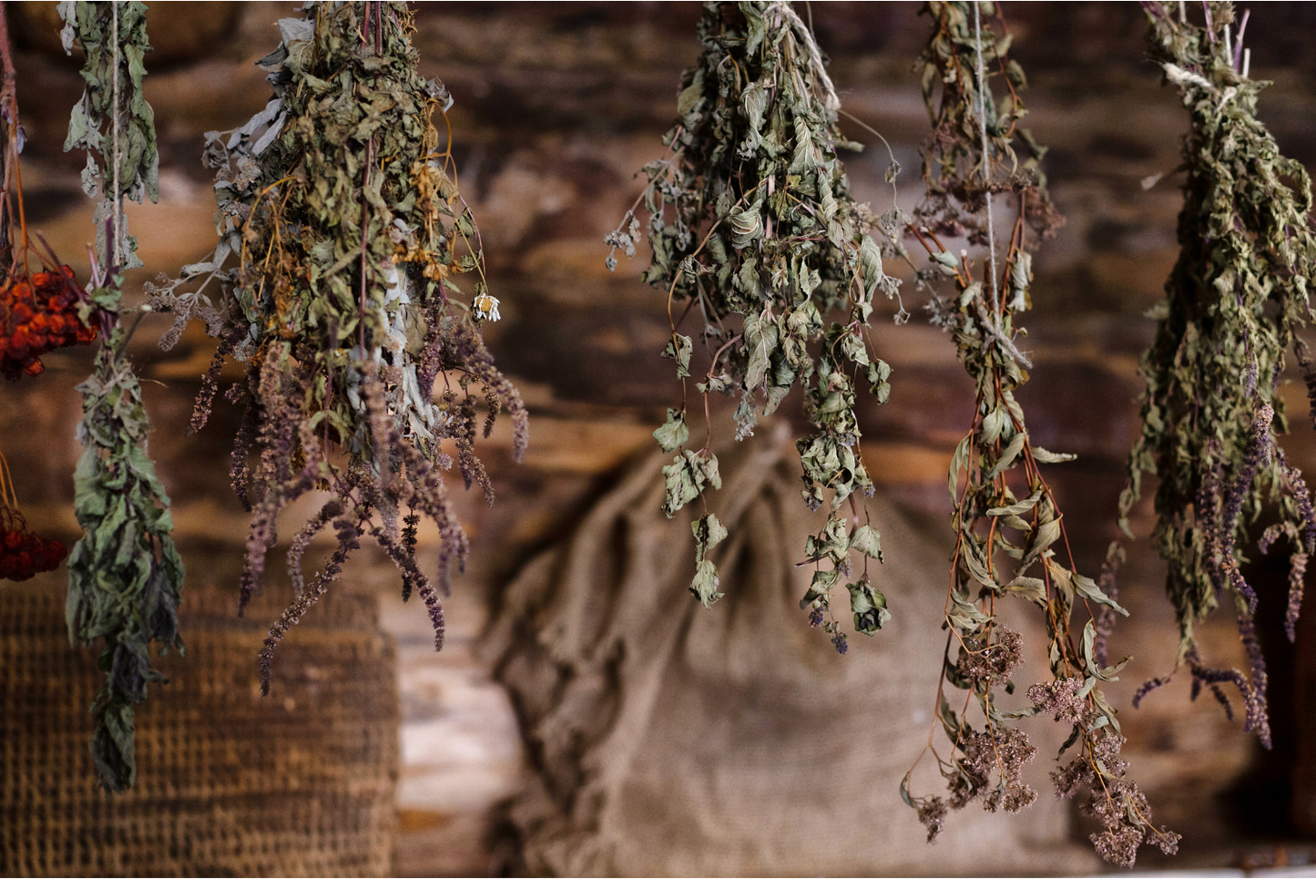 HERBS Part 2 — How Herbal Support Works in Dogs