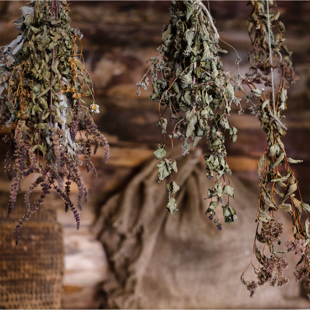 HERBS Part 2 — How Herbal Support Works in Dogs