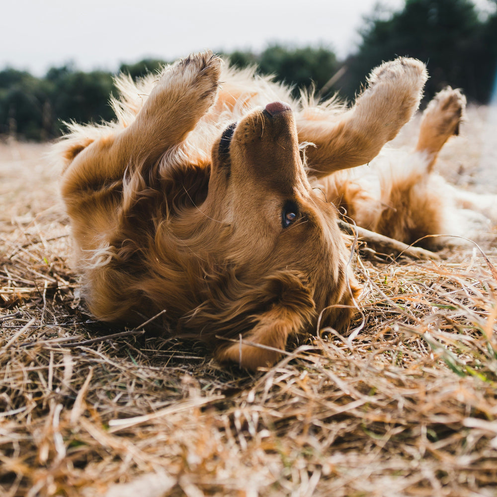 Why Is My Dog So Itchy? Causes, Consequences & Natural Relief