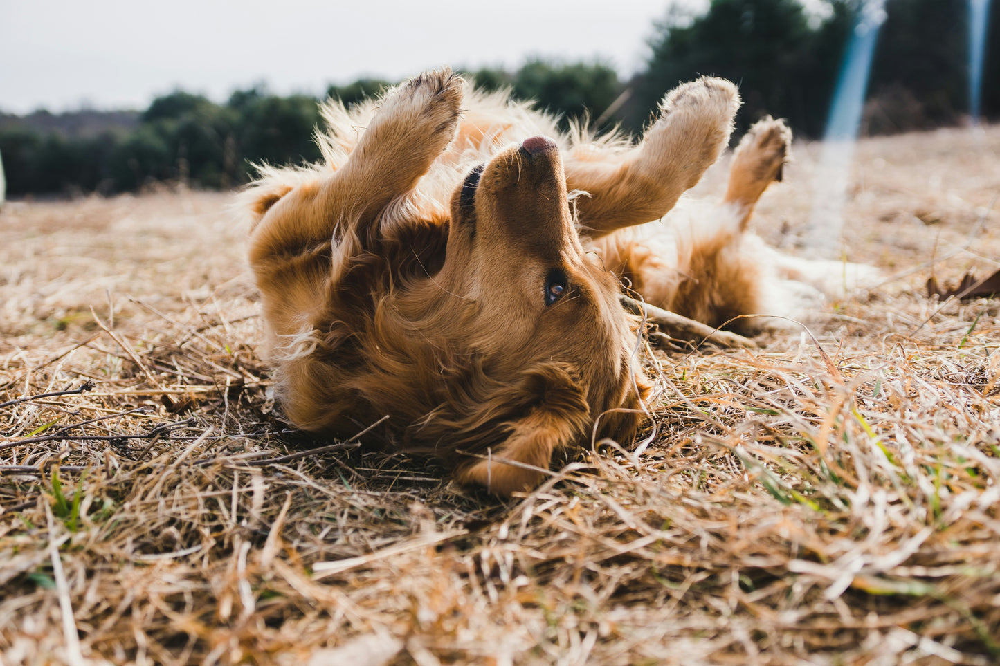 Why Is My Dog So Itchy? Causes, Consequences & Natural Relief