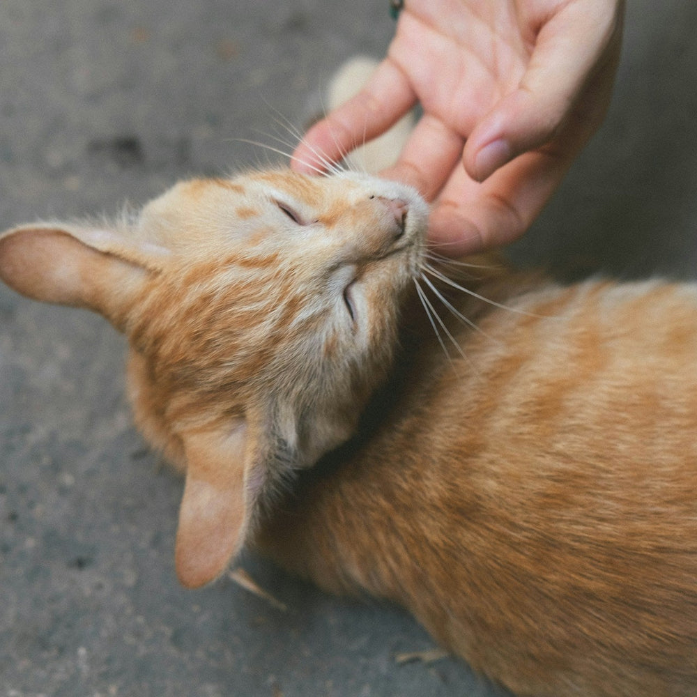 Natural Solutions for Itchy Pets: Colloidal Silver Petcare Gel