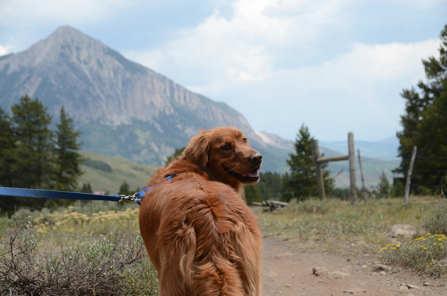 Summer Pet Health Guide By Tim Couzens, Holistic Veterinarian