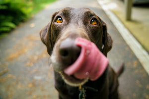 Why Does My Dog Have an Upset Stomach? Causes, Care and Natural Support
