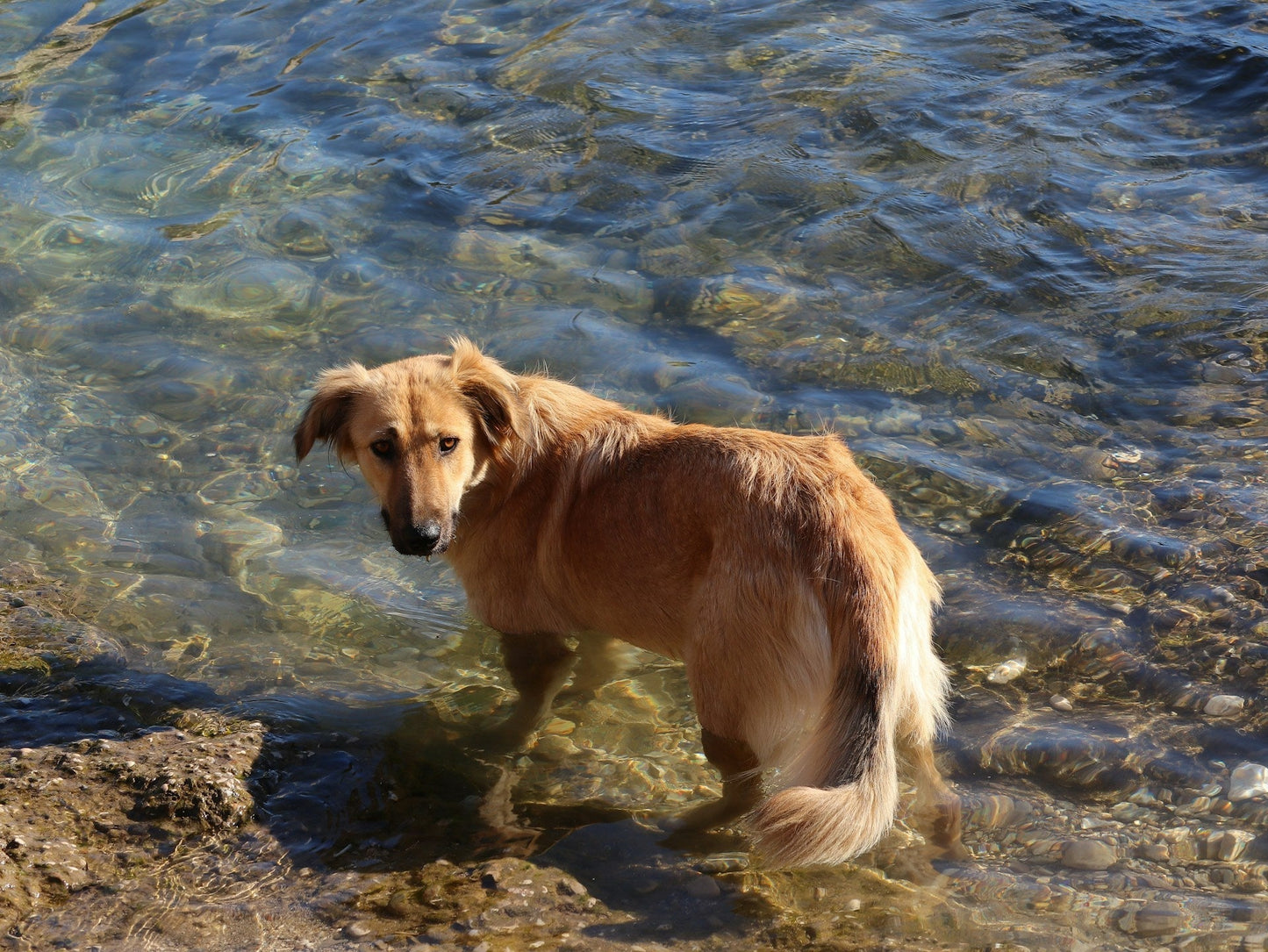 Summer Skin Care for Dogs: How to Keep Your Dog's Coat and Skin Comfortable in Warmer Months