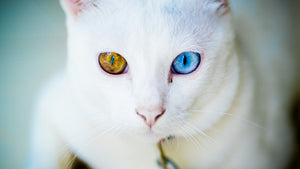 Why Your Pet's Eyes Need Care Too — A Guide to Everyday Eye Comfort
