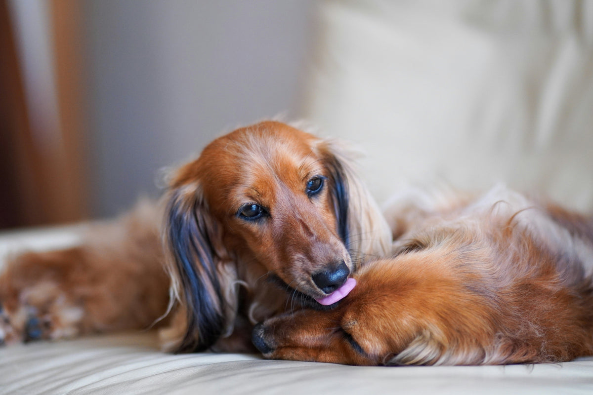 Dog Grooming Bundles: A Simpler Routine That Saves You Money