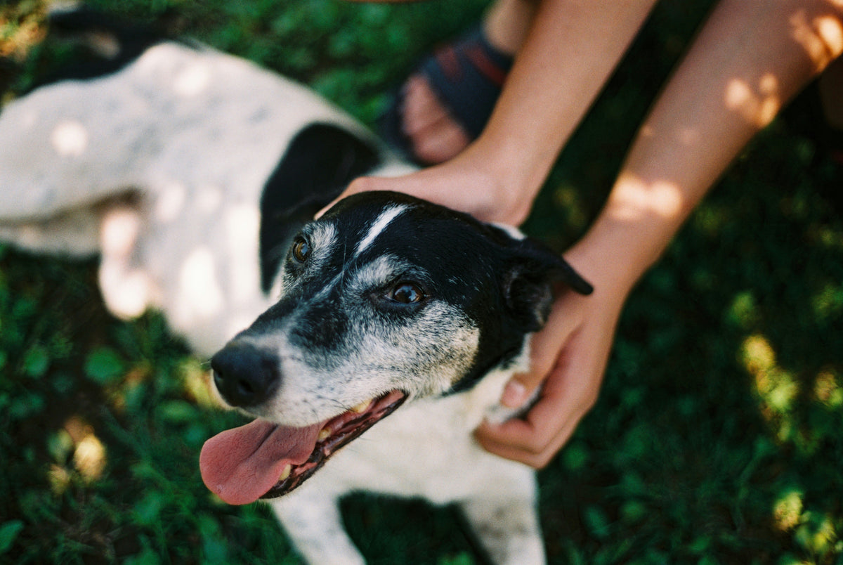Understanding Your Dog's Skin: Everyday Grooming for Comfort and Coat Health