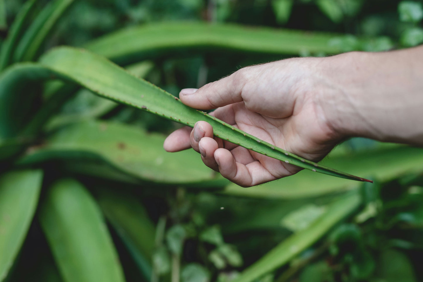 Why Aloe Vera Is One of Skincare's Most Trusted Ingredients (And Why We Built Our Hydrogel Around It)