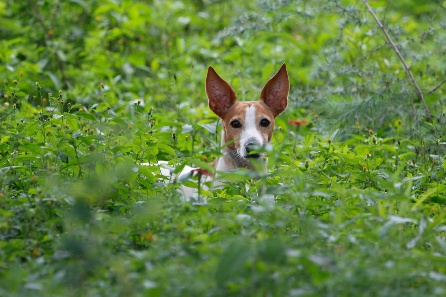 Dog Ear Care — Which Breeds Need the Most Attention and How to Build a Simple Routine