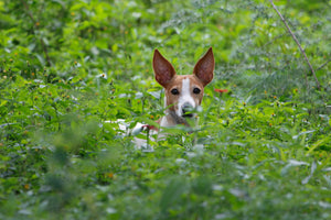 Dog Ear Care — Which Breeds Need the Most Attention and How to Build a Simple Routine